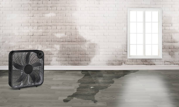 Best Water damage contractors near me  in Laughlin, NV